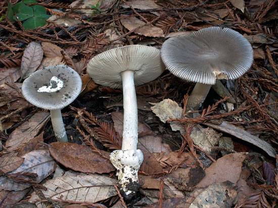 Amanita constricta - Fungi species | sokos jishebi | სოკოს ჯიშები